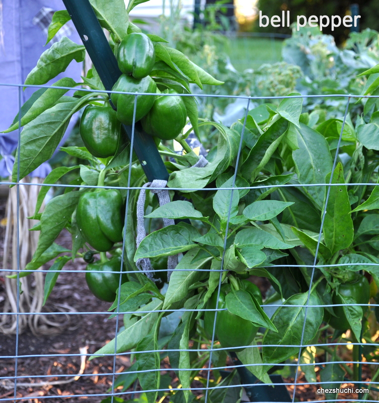 homegrown bell pepper