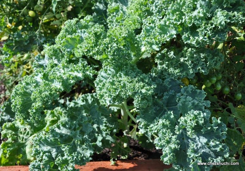 homegrown kale