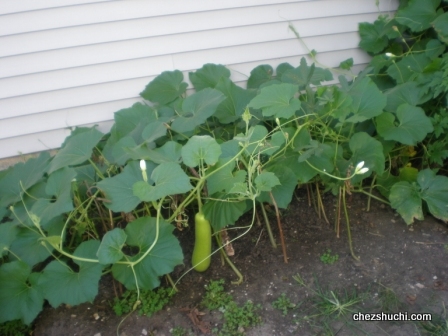 home grown lauki