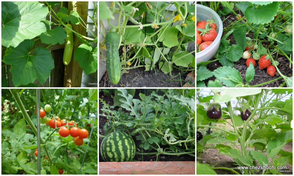 Growing  Vegetables at home