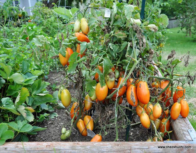 homegrown roma tomatoe