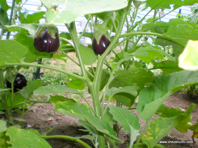 homegrown eggplants