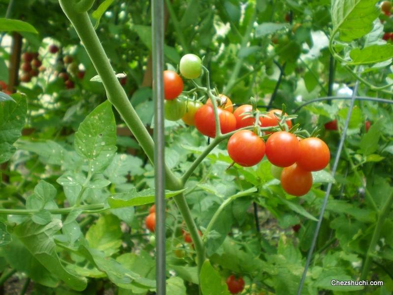 homegrown cherry tomatoes