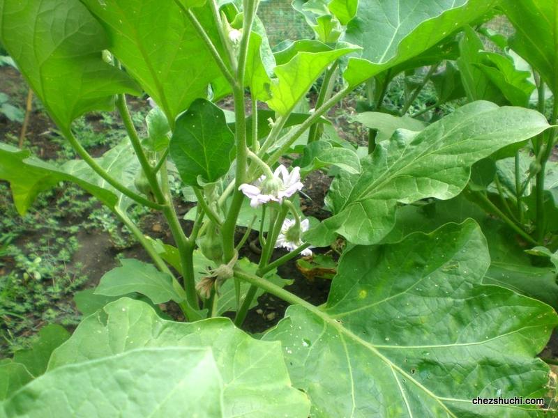 homegrown eggplants