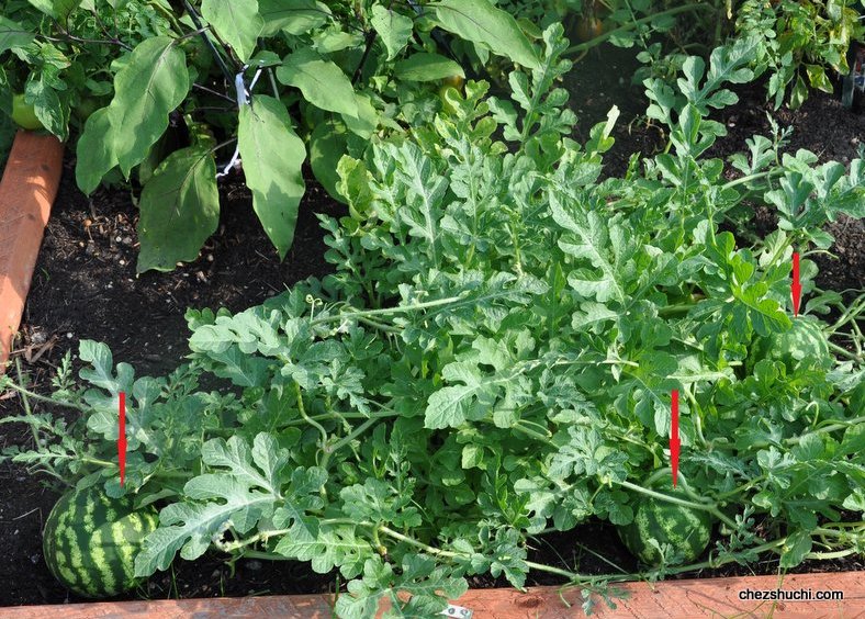  home-grown watermelon