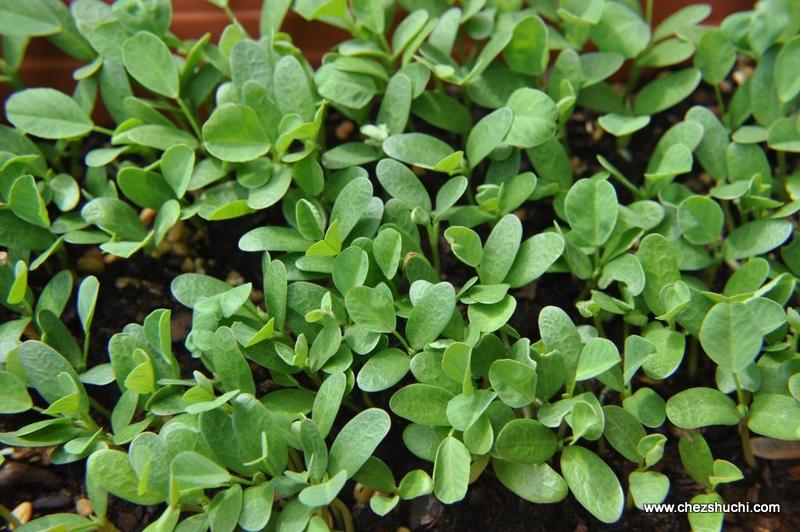 methi leaves