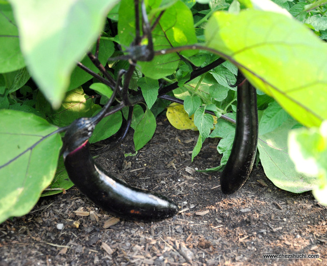 home grown eggplant