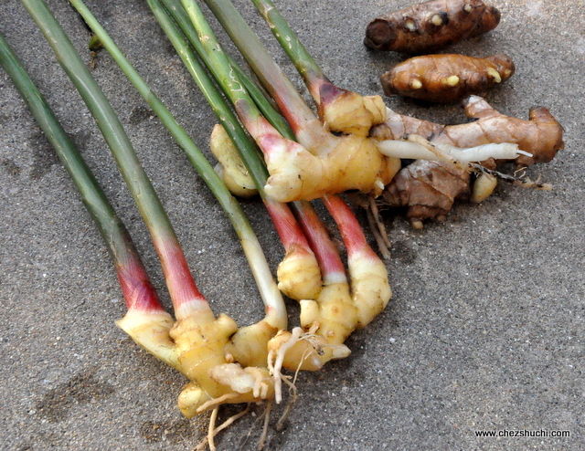  homegrown ginger