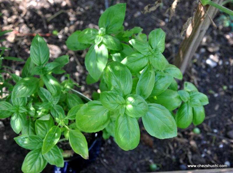 homegrown italian basil