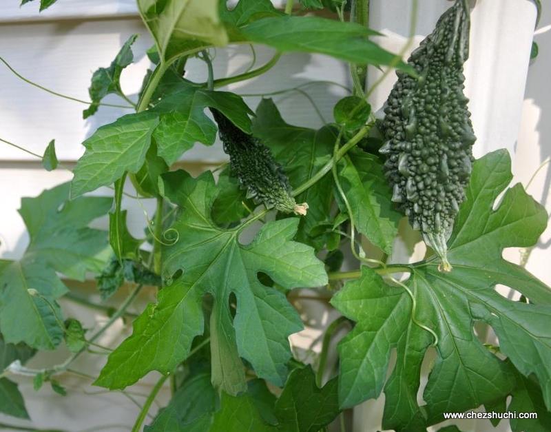 homegrown karela 