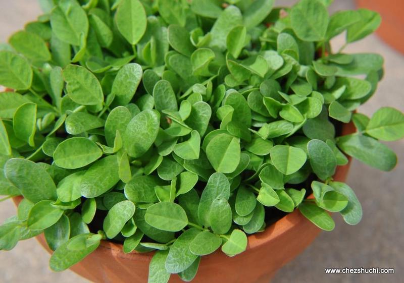 homegrown methi