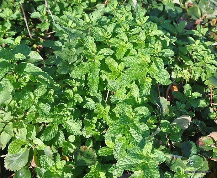 mint grown in the ground