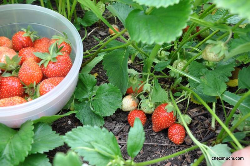 homegrown strawberries