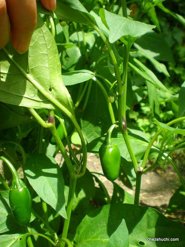 homegrown eggplants