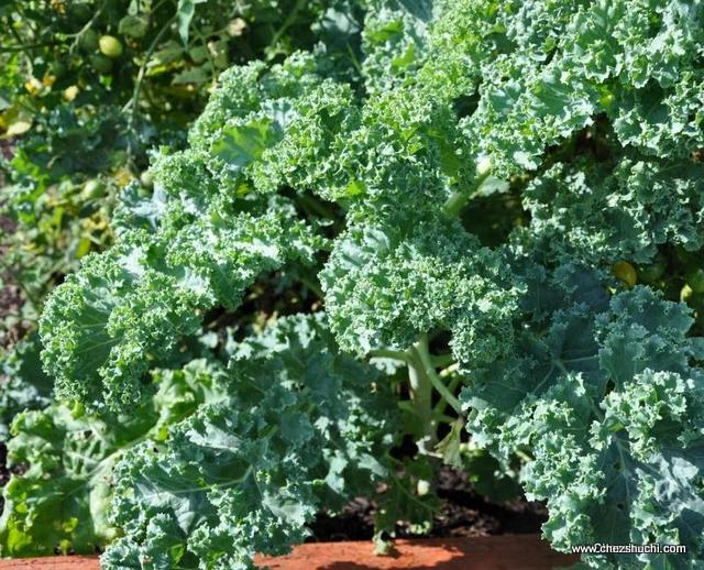 Kale plant