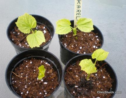 Homegrown Karela Bottle Gourd Karela Planting In Kitchen Garden घर क बग य म कर ल उग न क व ध