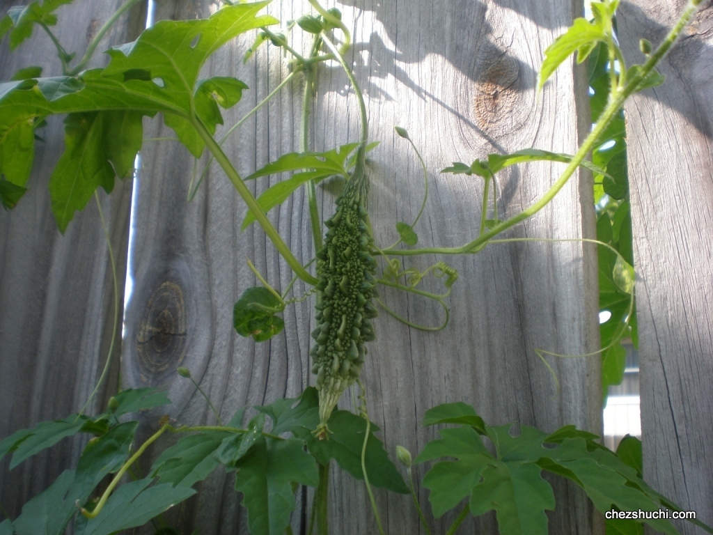 homegrown karela 