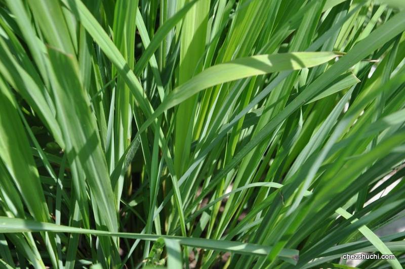 homegrown lemongrass