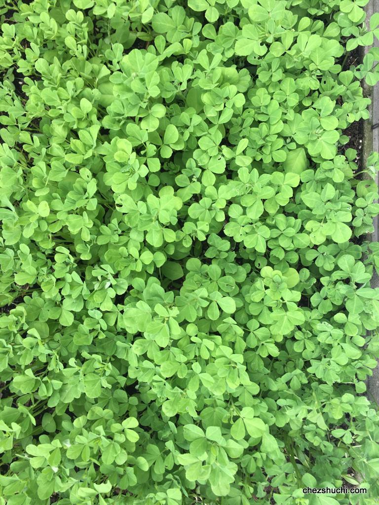 home grown methi