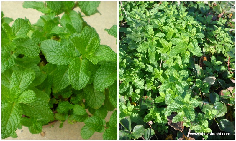 home grown methi