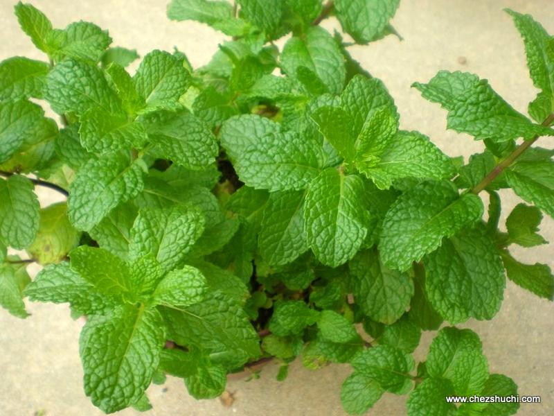 mint grown in pot