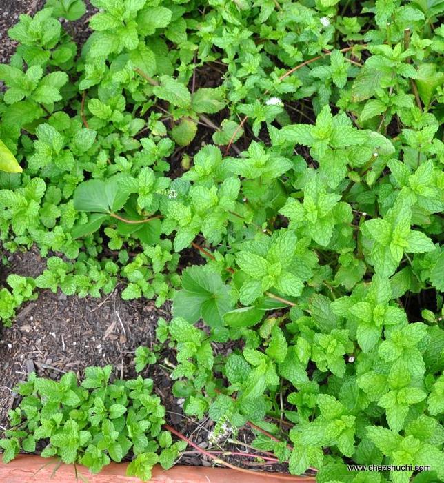 mint grown in the ground