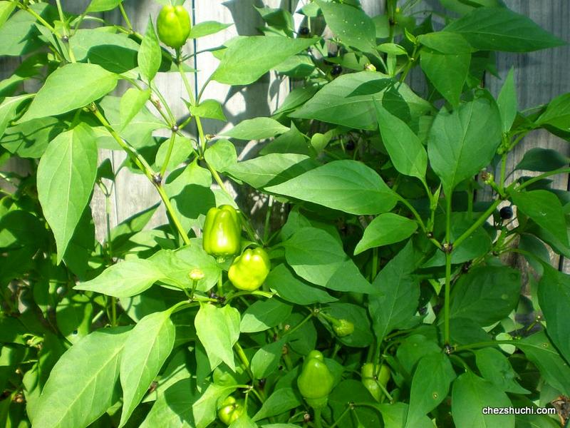 homegrown sweet chili