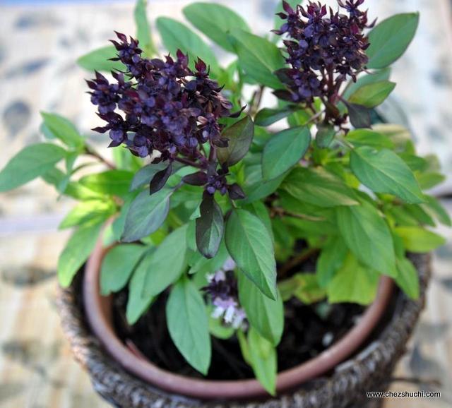 homegrown basil