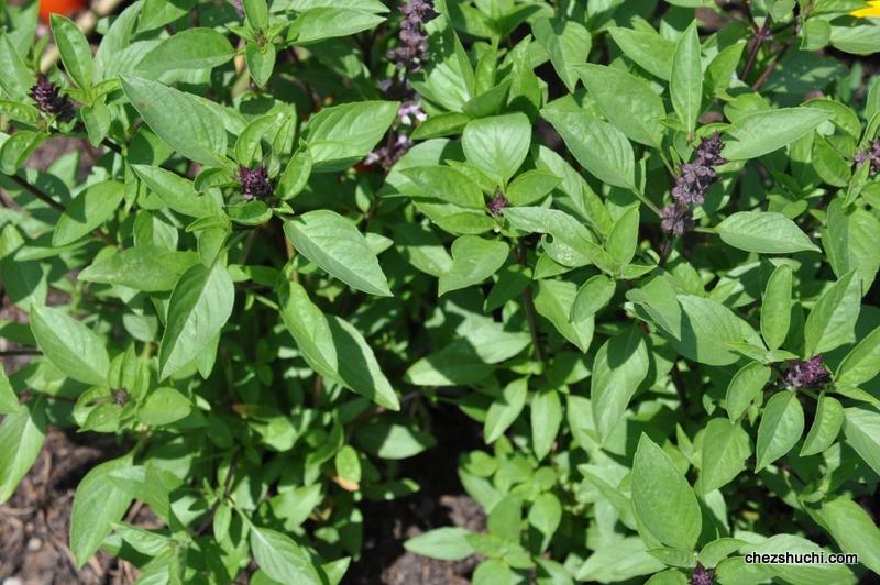 homegrown thai basil