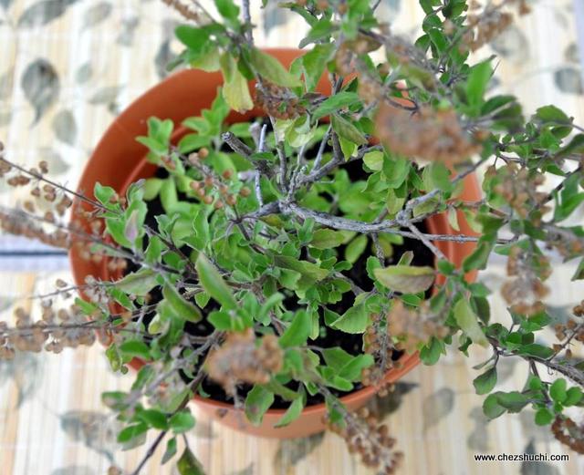 homegrown indian tulsi, holy basil