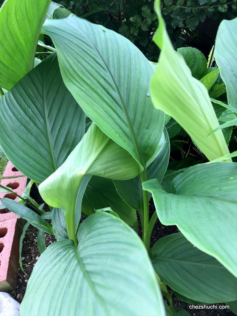 turmeric leaves