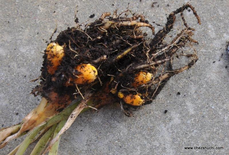 turmeric rhizome